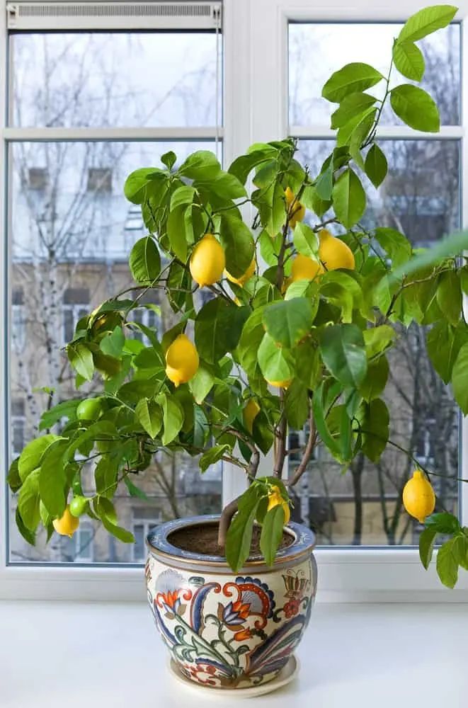 Meyer Lemon Tree