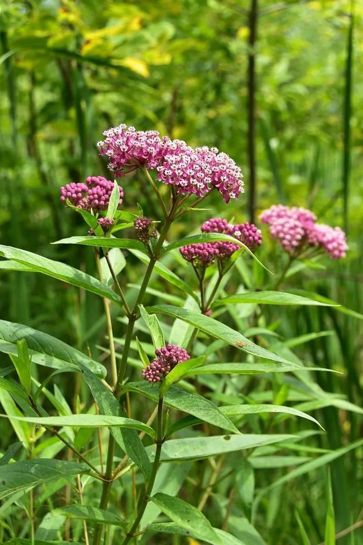 Milkweed