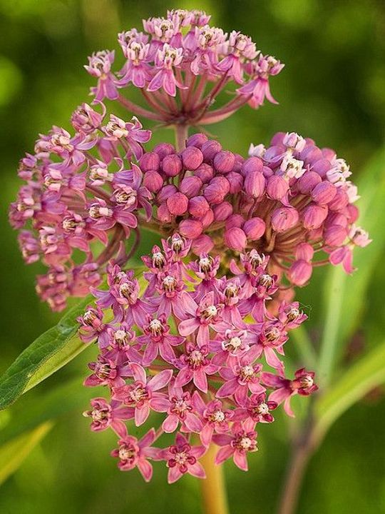 Milkweed (Asclepias)