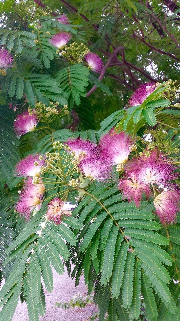 Mimosa Pudica