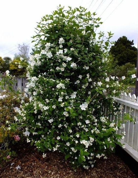 Mock Orange