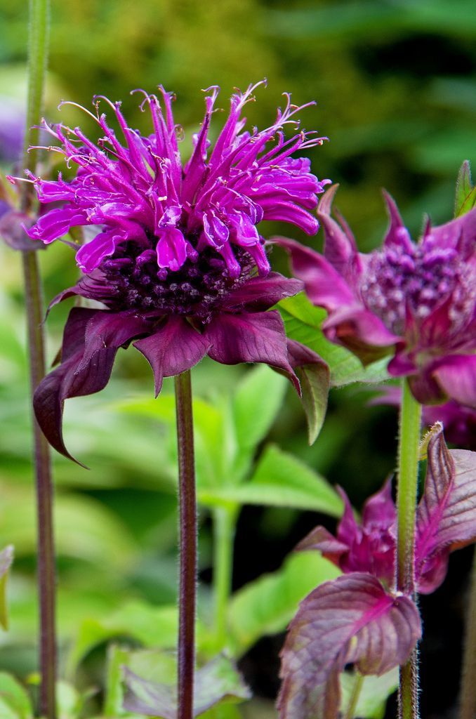 Monarda