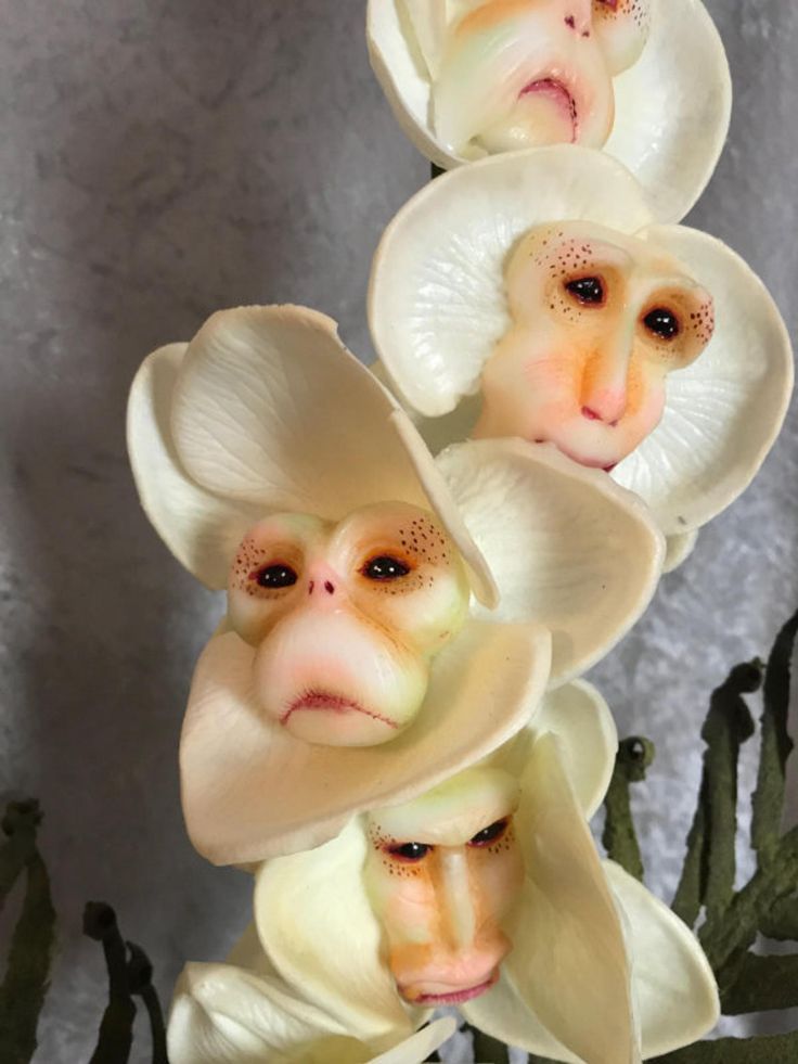 Monkey Face Orchid