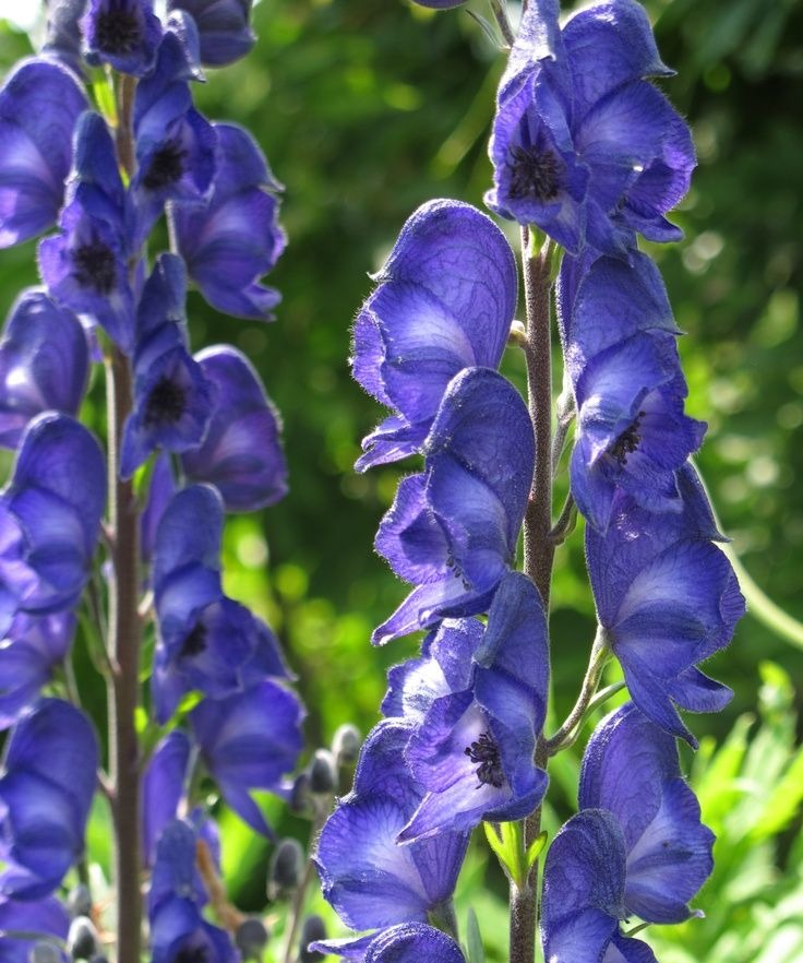 Monkshood