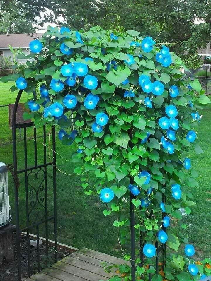 Morning Glory 'Heavenly Blue'