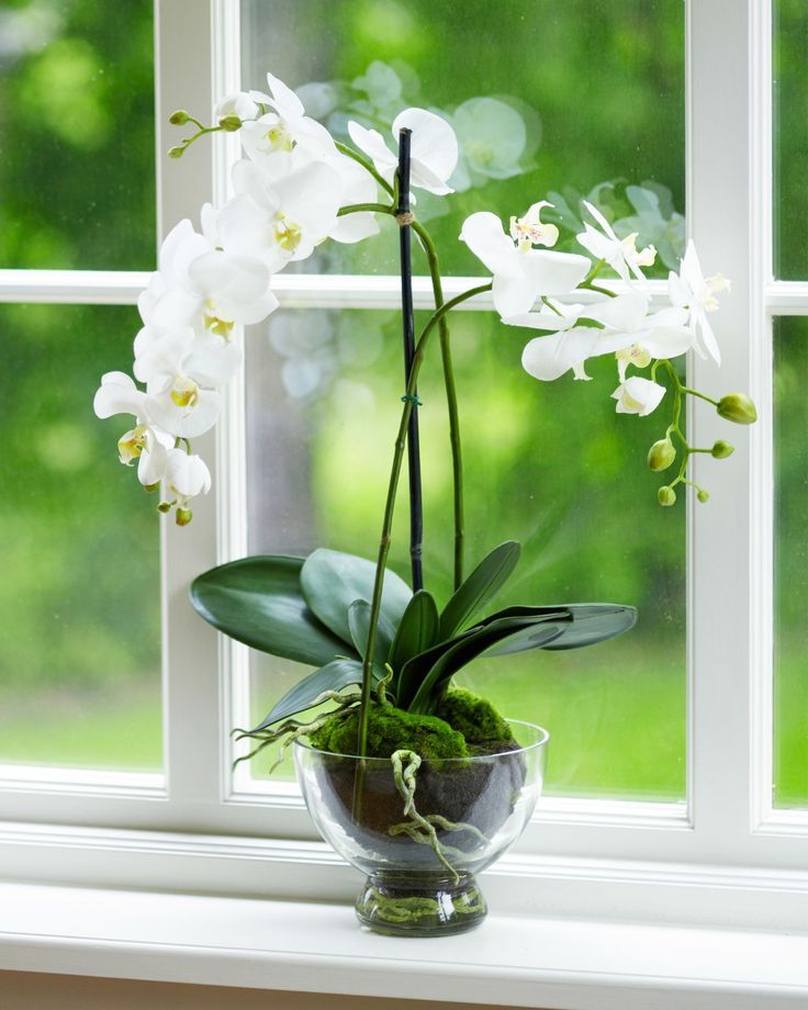 Moth Orchid