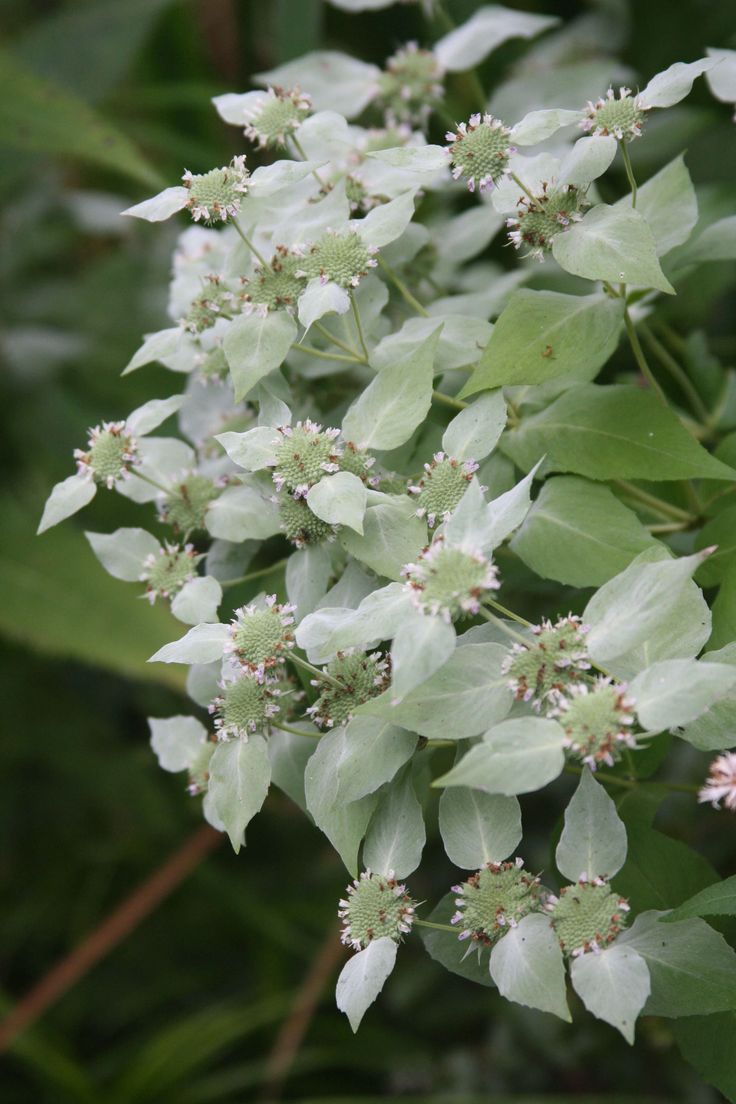 Mountain Mint (Pycnanthemum)