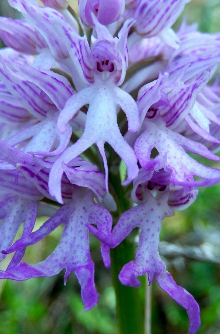 Naked Man Orchid