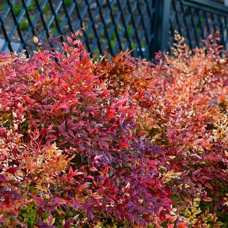 Nandina