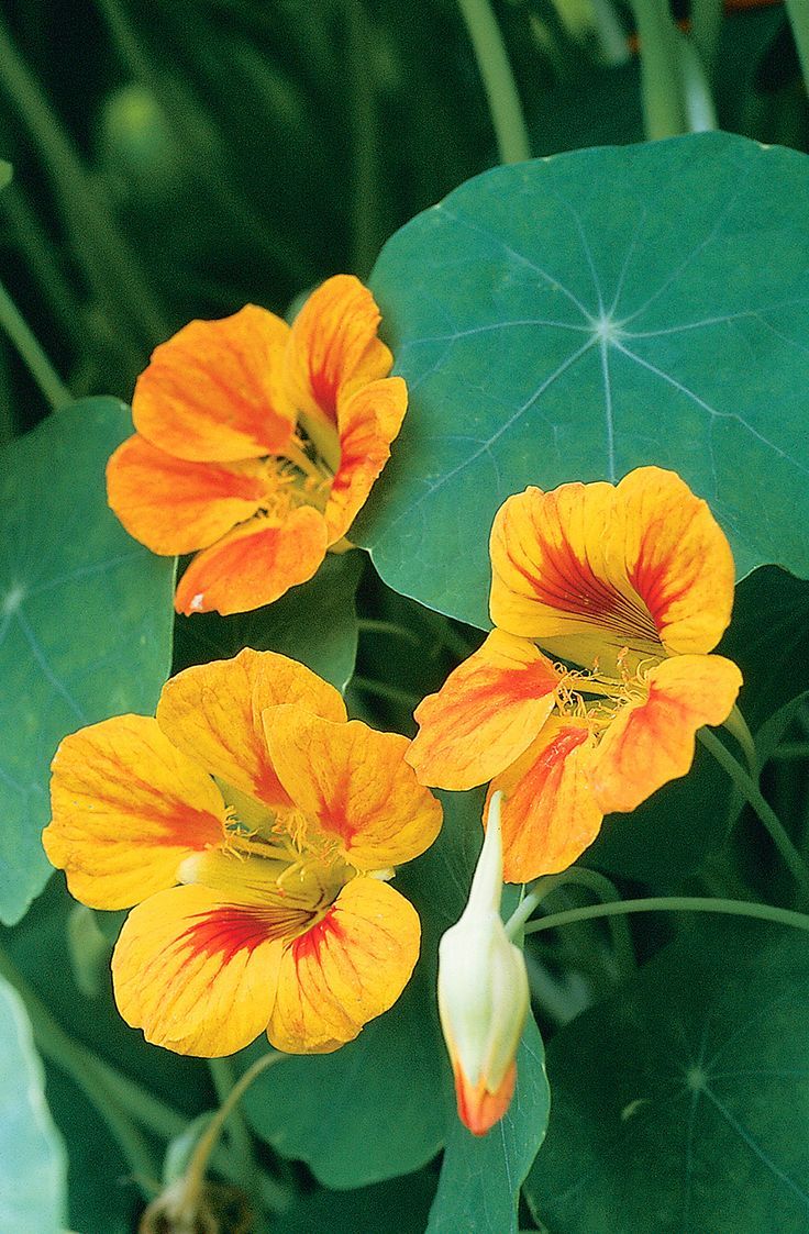 Nasturtium