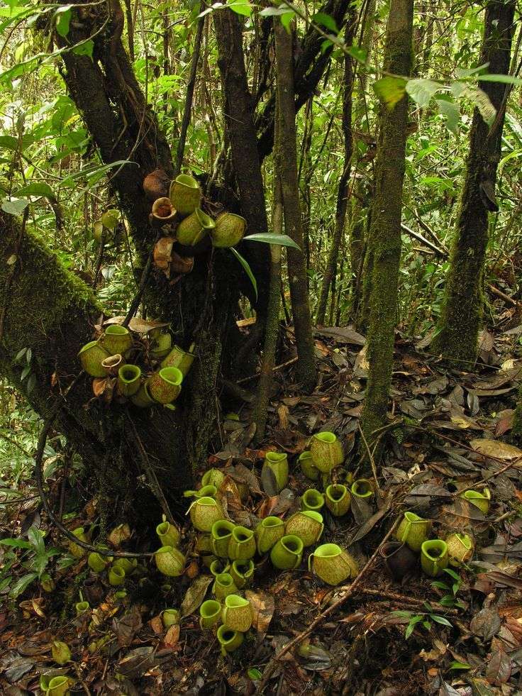 Nepenthes