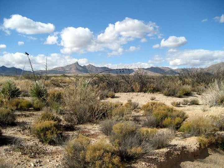 New Mexico's Chihuahuan Desert