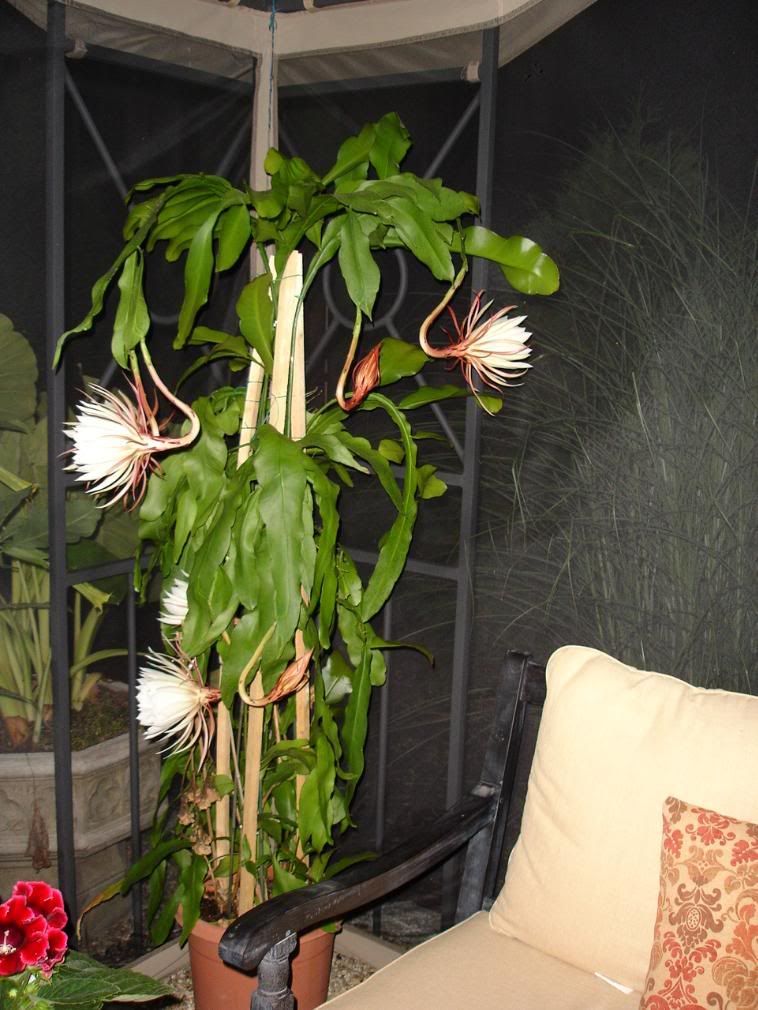 Night-Blooming Cereus