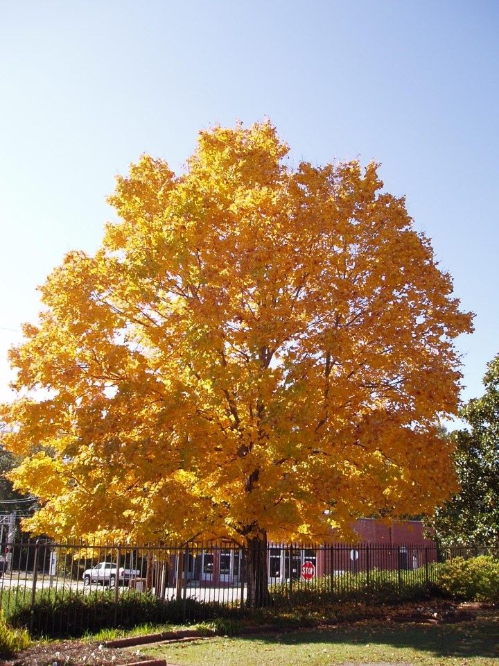 Norway Maple