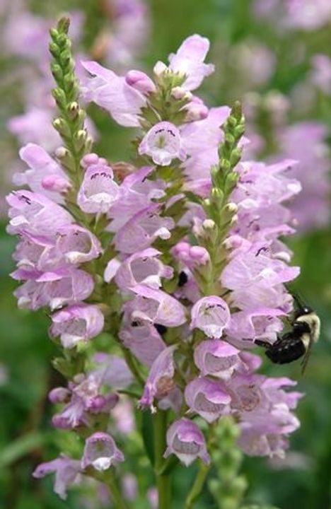 Obedient Plant (Physostegia virginiana)