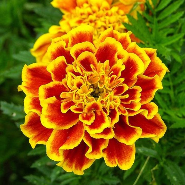 October - Marigold