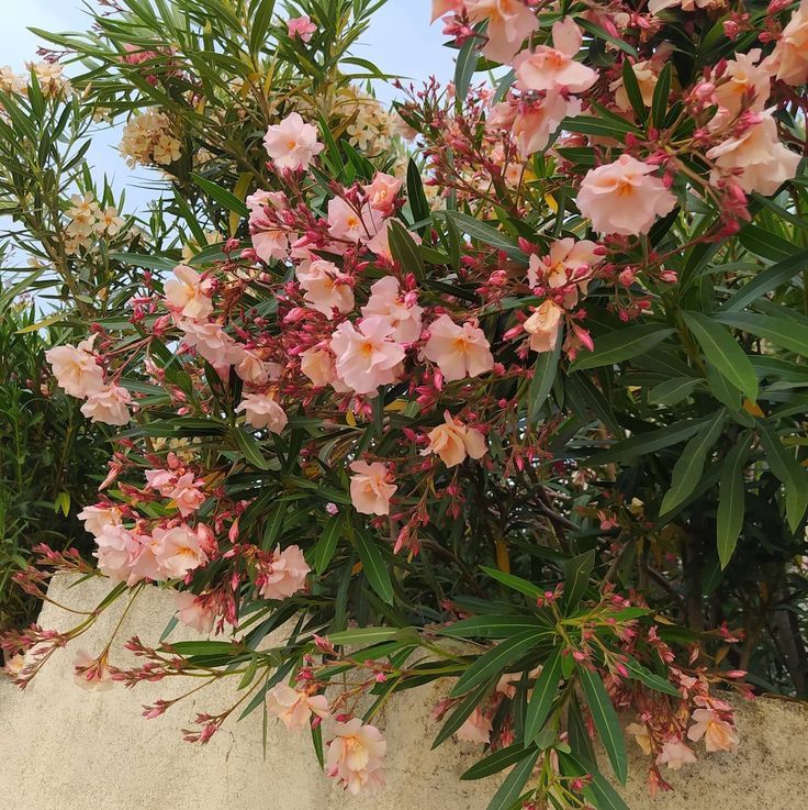 Oleander