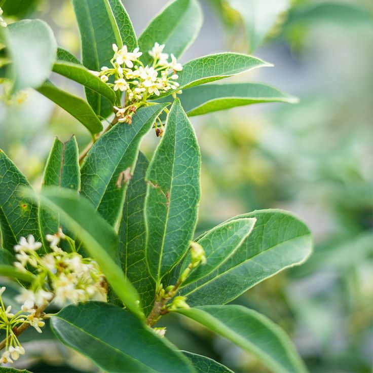 Olive Blossom