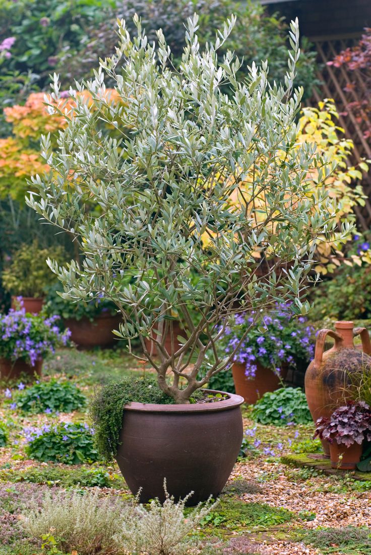 Olive Tree