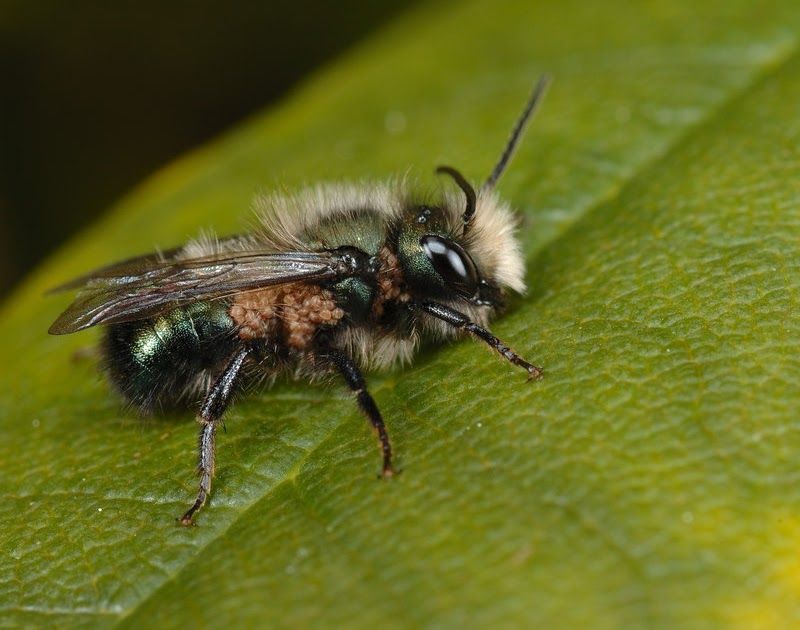 Orchard Mason Bee