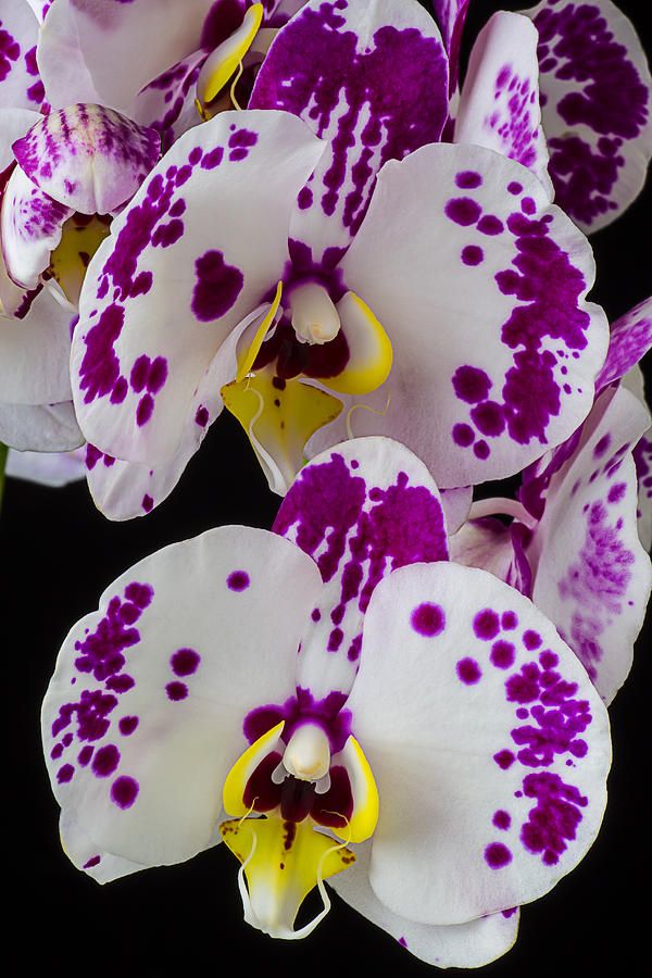 Orchid