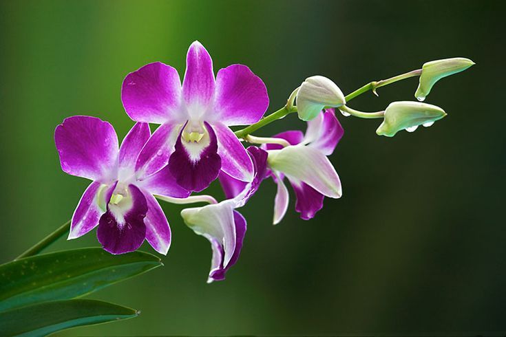 Orchids