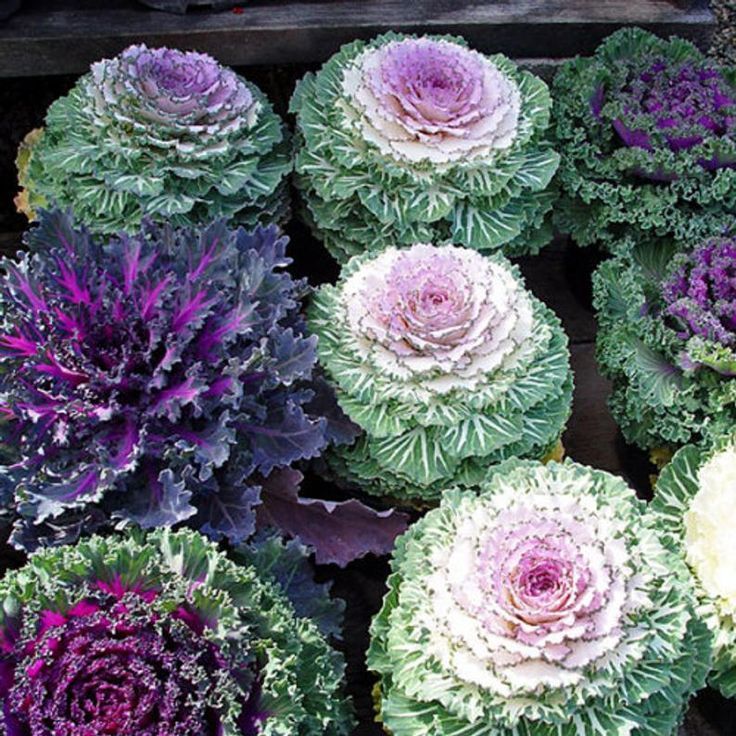 Ornamental Cabbage and Kale