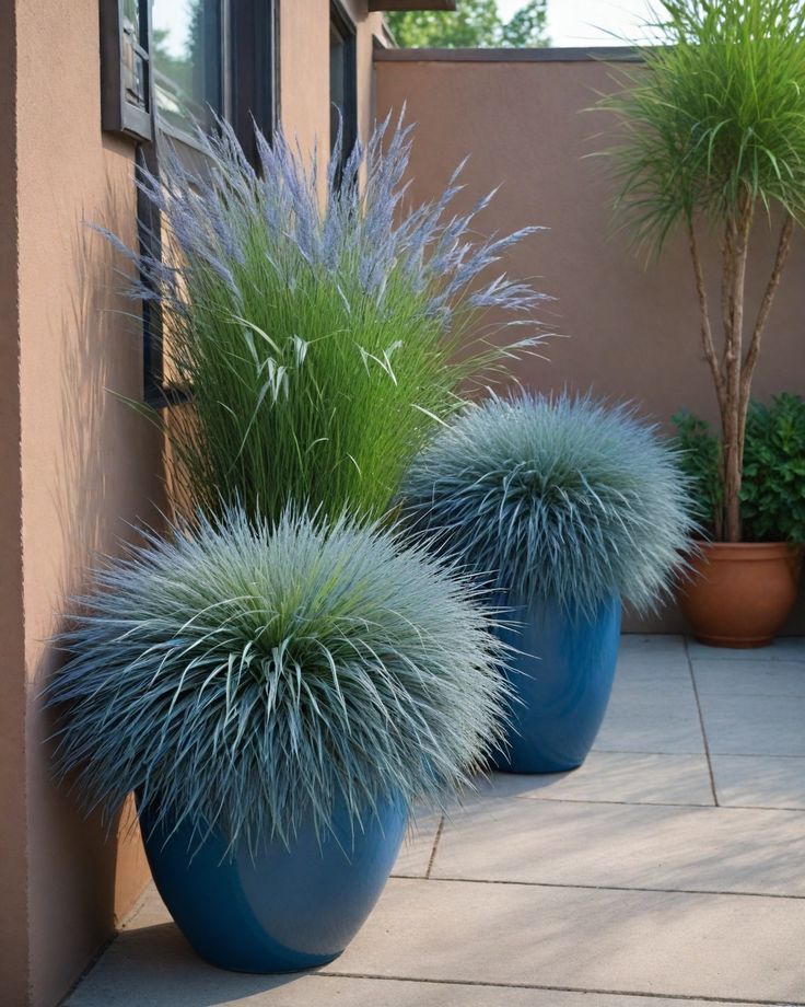 Ornamental Grass