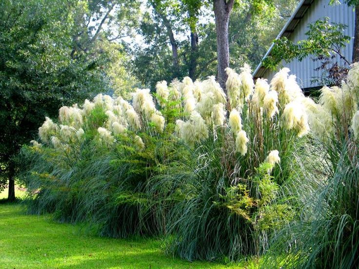 Ornamental Grass Borders