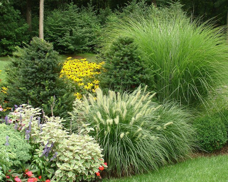 Ornamental Grasses