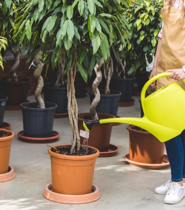 Over-Watering Plants