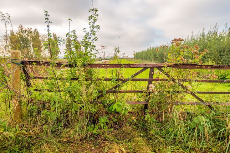 Overgrown Weeds