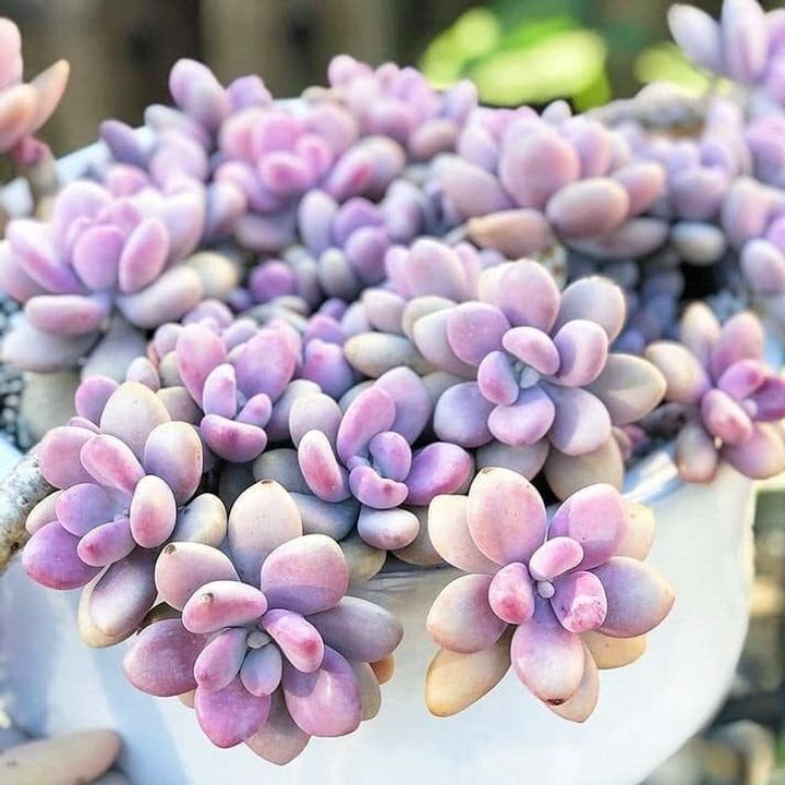 Pachyphytum Oviferum