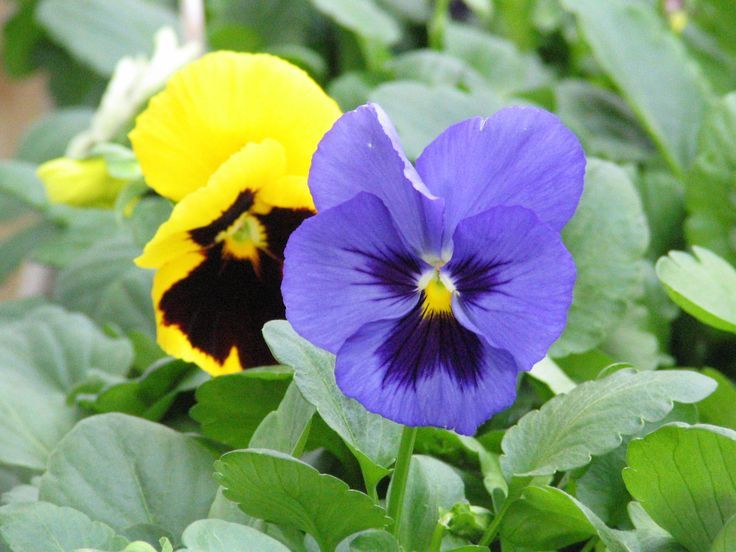 Pansies