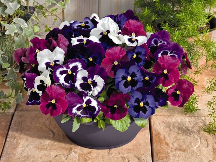 Pansies