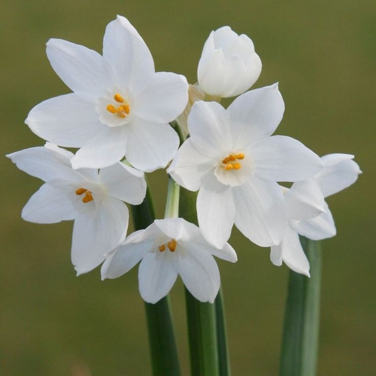 Paperwhite Narcissus