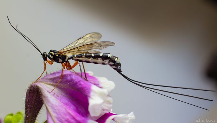 Parasitic Wasp