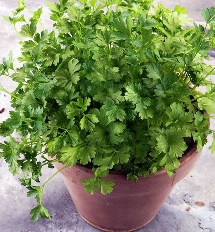 Parsley