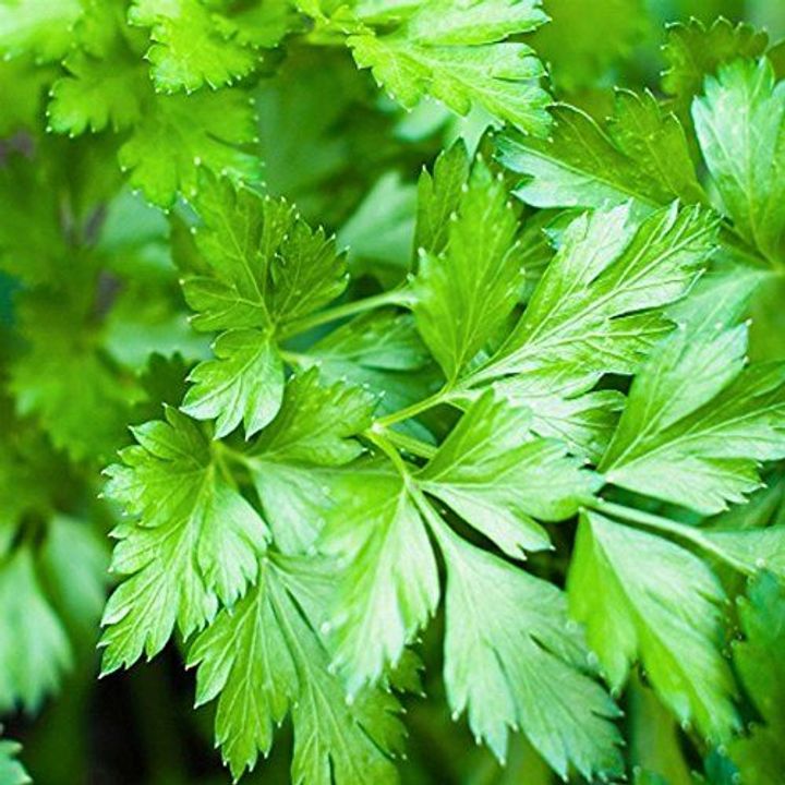 Parsley Seeds