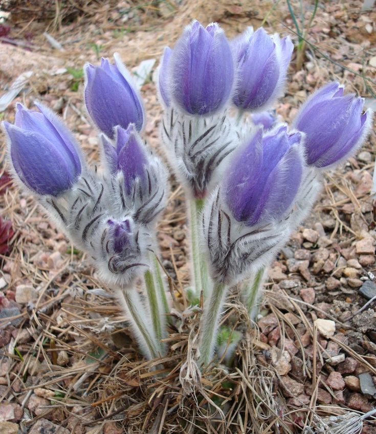 Pasque Flower