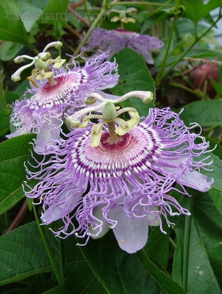 Passion Flower