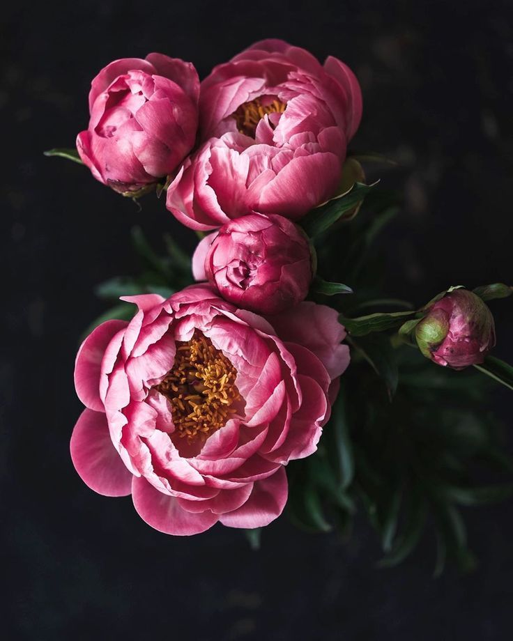 Passionate Peonies