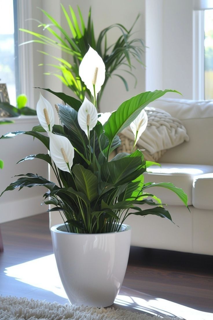 Peace Lily