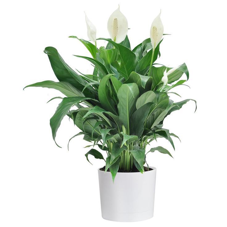 Peace Lily