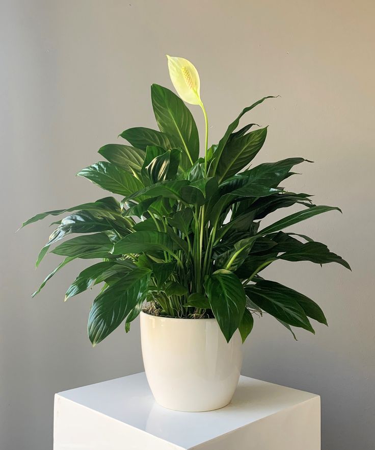 Peace Lily