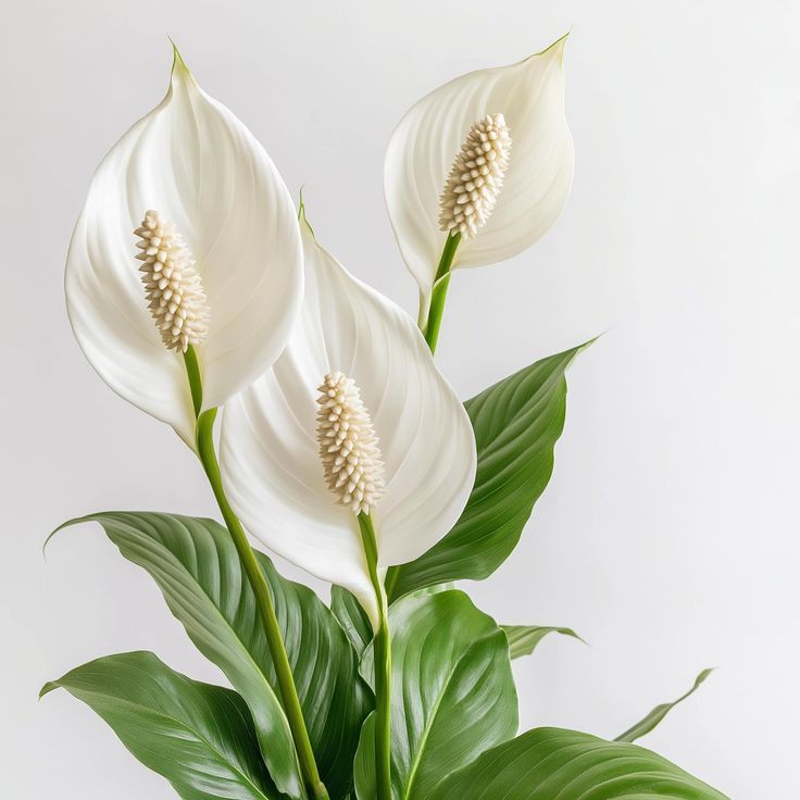 Peace Lily (Spathiphyllum)