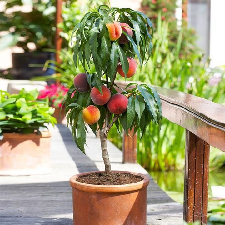 Peach Tree