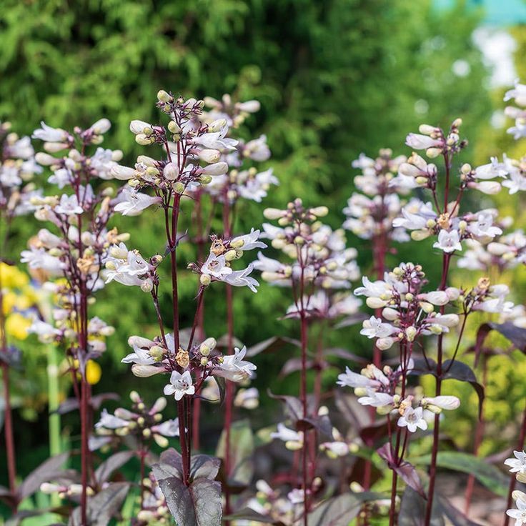 Penstemon (Beardtongue)