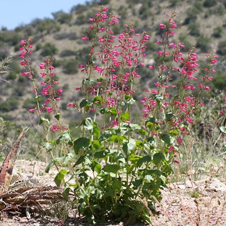 Penstemon (Penstemon spp.)