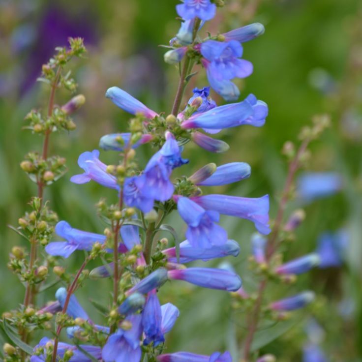 Penstemon